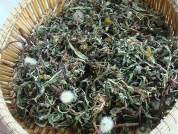 甲状腺瘤吃蒲公英有用吗?(图3)