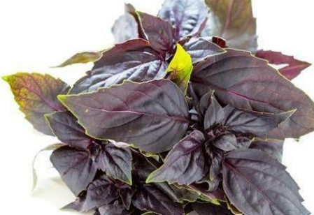 春季5种野菜堪称“致癌大王”,莫贪嘴(图4)