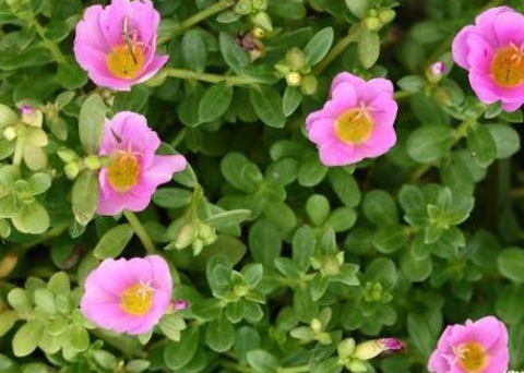 春季5种野菜堪称“致癌大王”,莫贪嘴(图3)
