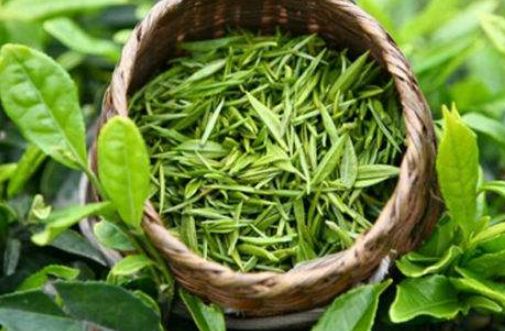 【震惊】喝茶与肿瘤的关系,现在知道还不晚!(图3)