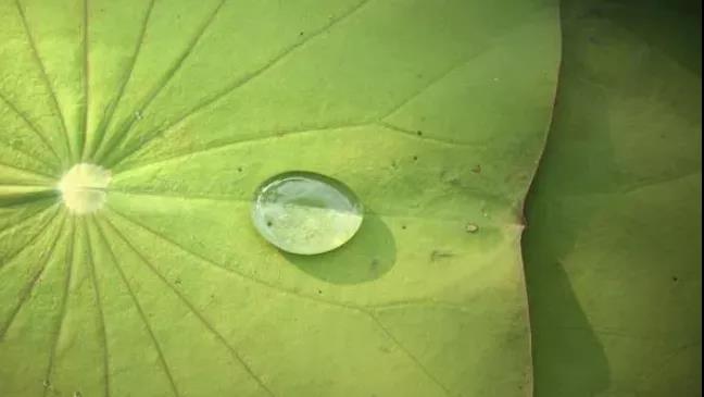 【科普】瘦不下来是湿气重?祛除湿气,饮食运动双管齐下(图5)